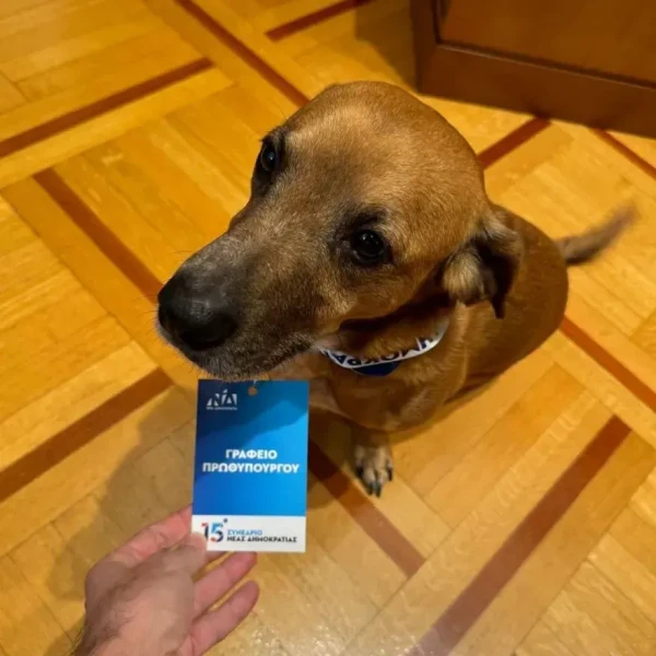 peanut-synedrio.webp