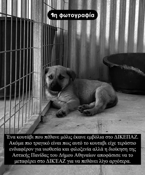 whatsapp-image-2025-01-29-at-011226.jpeg