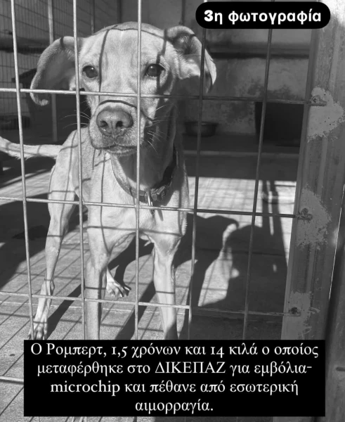 whatsapp-image-2025-01-29-at-011227-2.jpeg