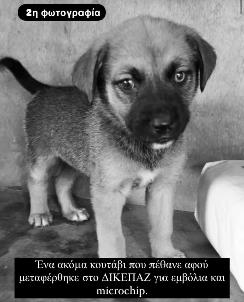 whatsapp-image-2025-01-29-at-011227.jpeg