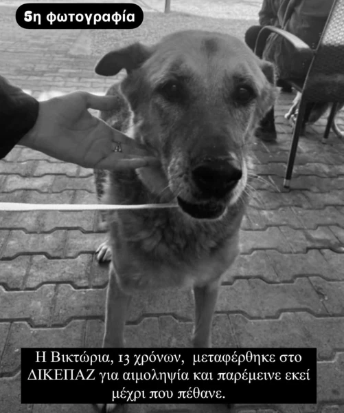 whatsapp-image-2025-01-29-at-011228.jpeg