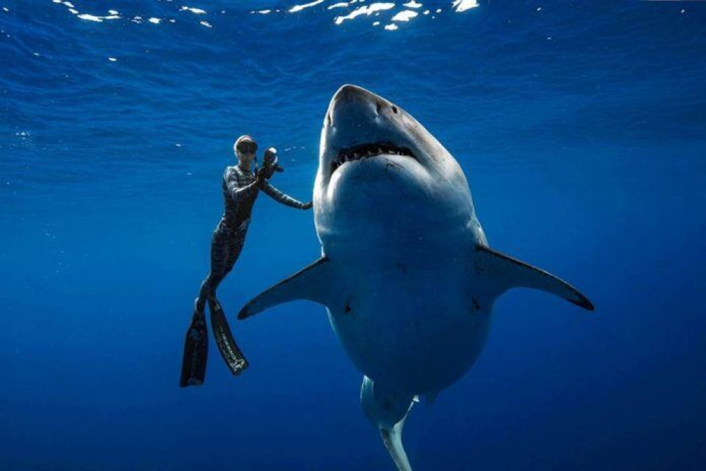 Deep Blue