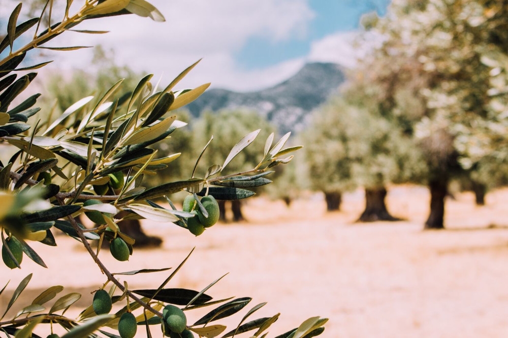 Εφιαλτικά φθίνει η ελαιοκαλλιέργεια στην Ελλάδα!