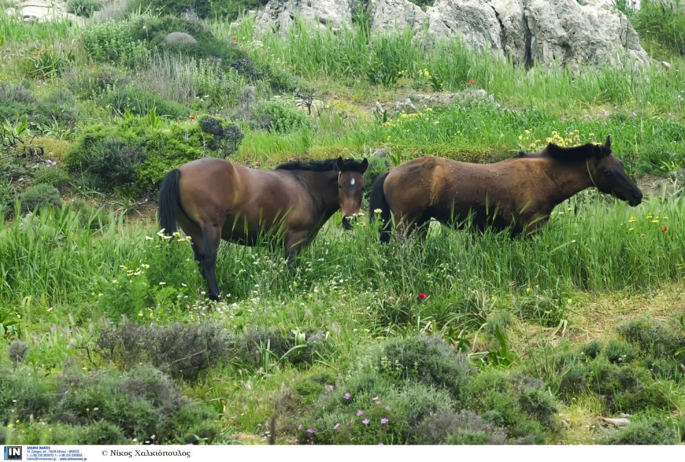 Καλύτερα γαλάζια γράμματα από... πράσινα άλογα!