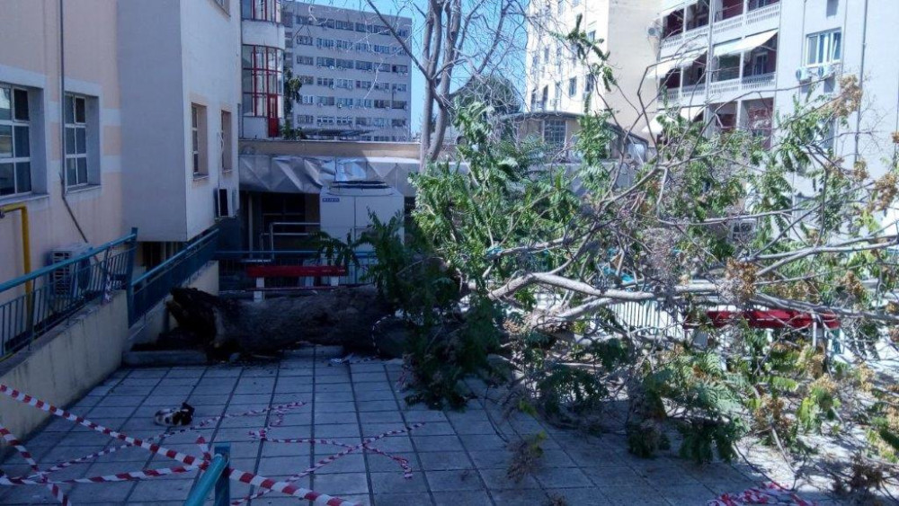 Δέντρο έπεσε δίπλα στο κυλικείο του ΑΧΕΠΑ – Από τύχη δεν υπήρξαν θύματα (εικόνες)