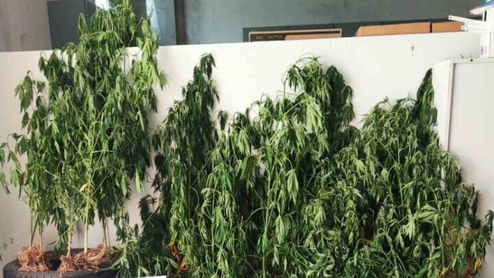 Θεσσαλονίκη: Συνελήφθη για καλλιέργεια δενδρυλλίων κάνναβης- Είχε και …αυτόματο πότισμα