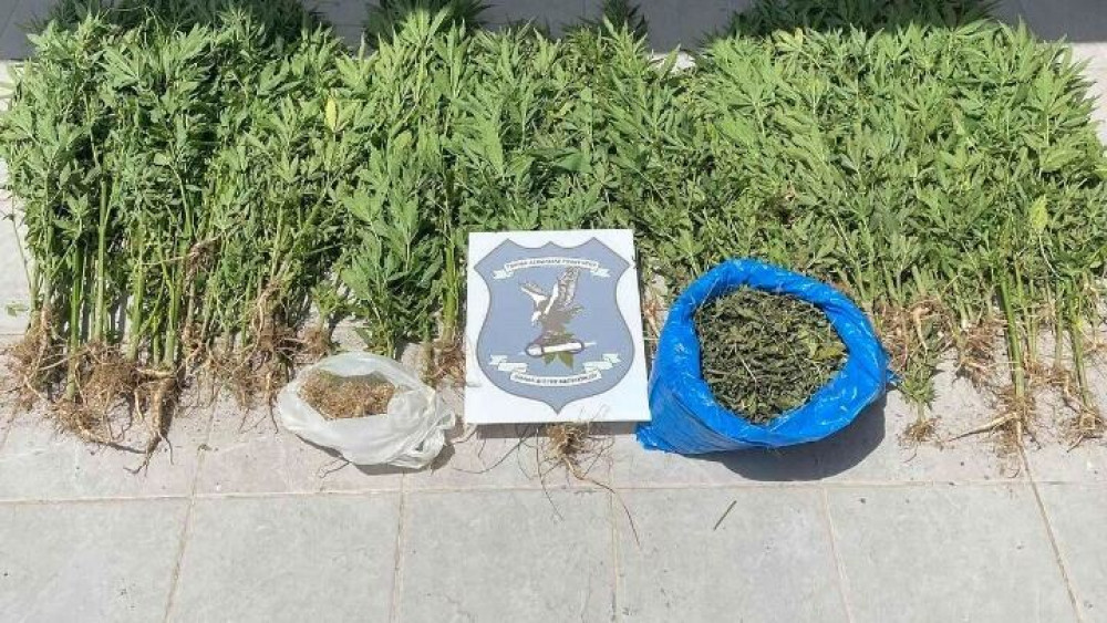 Παράνομος …κηπουρός: Συνελήφθη 17χρονος για καλλιέργεια κάνναβης