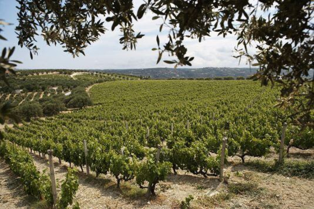 Scalarea Estate: To ιστορικό κτήμα στην Κρήτη «γύρισε σελίδα» και ξεκινάει μια νέα εποχή!