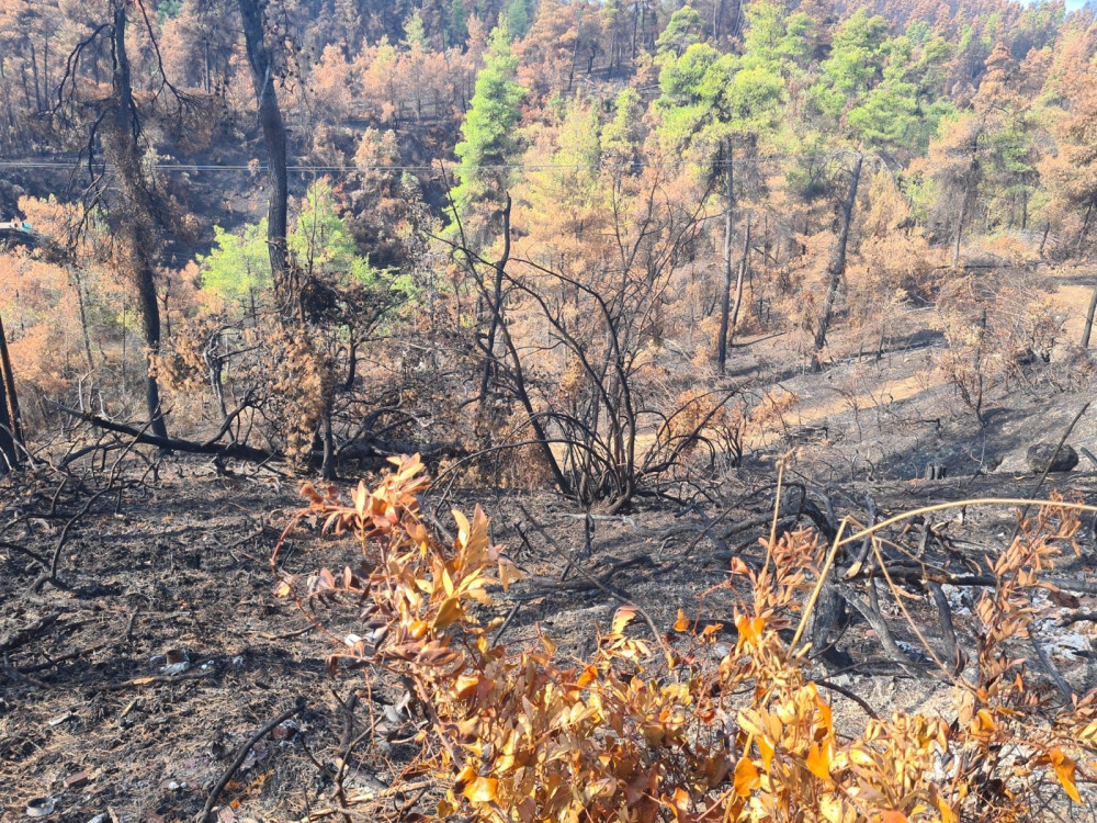 Ξεκίνησαν τα αντιπλημμυρικά σε Εύβοια και Βαρυμπόμπη – Προχωρά η υλοτομία για καθαρισμό των καμένων
