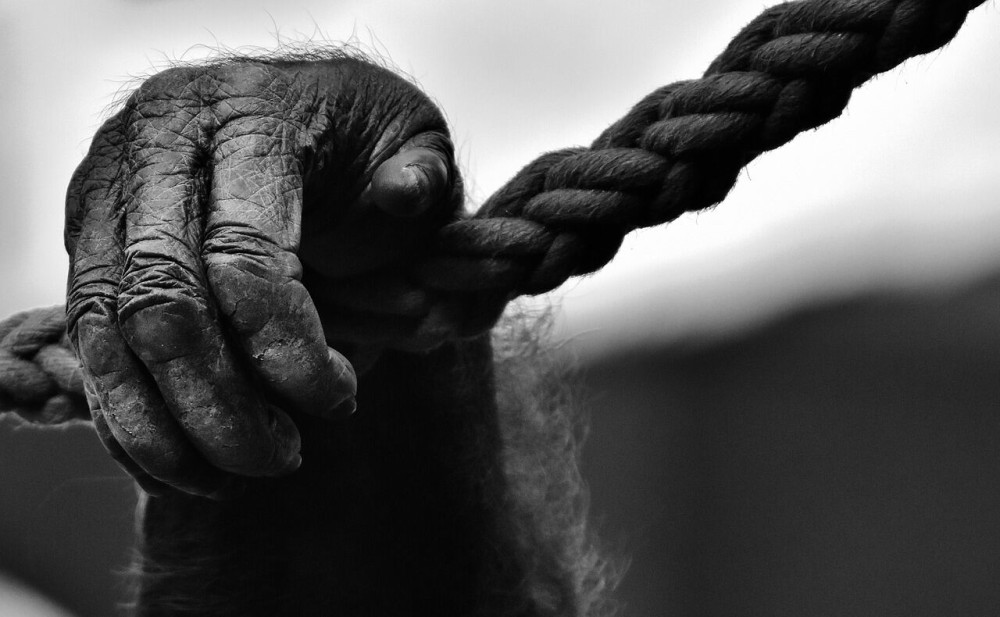 Πώς οι άνθρωποι έχασαν την… ουρά τους