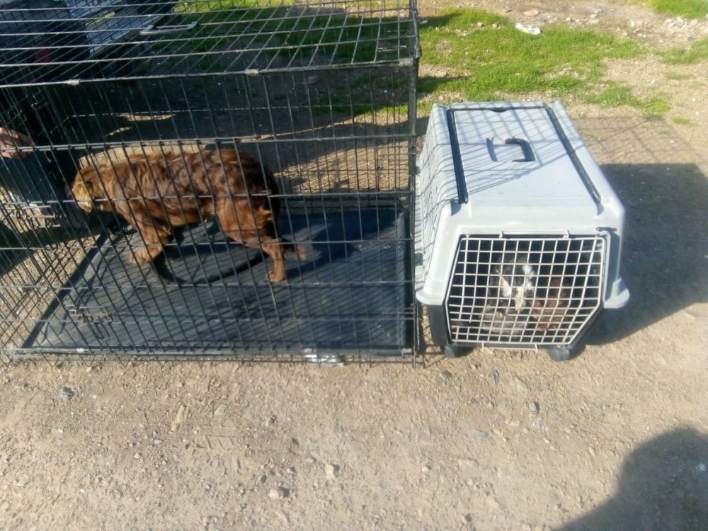 Απίστευτο: Εγκαταλείπουν σκύλους σε βραχονησίδα για να πεθάνουν (pics)