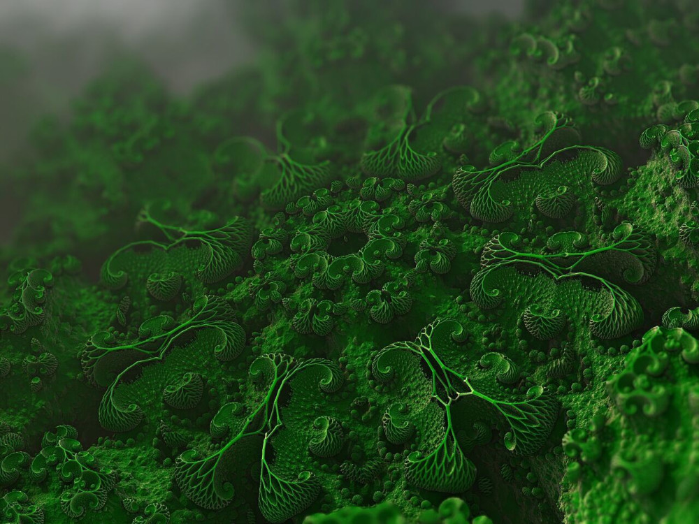 Μύκητας Candida auris: Πόσο πρέπει να ανησυχούμε