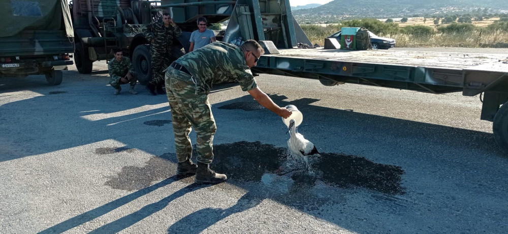 Λέσβος: Στρατιωτικός διέσωσε πελαργό που είχε καεί στα πόδια από την πυρκαγιά