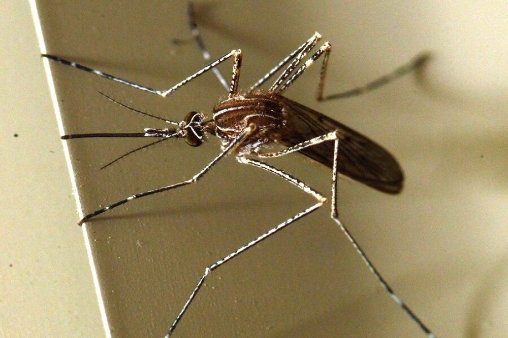 Ιός Δυτικού Νείλου: 254 κρούσματα και 22 θάνατοι – Η ανακοίνωση του ΕΟΔΥ