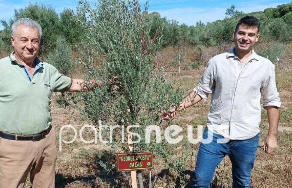 Τουρίστες «βαπτίζουν» και υιοθετούν ελαιόδεντρα – Γάλλοι, Γερμανοί και Αυστριακοί είναι οι… «γονείς»
