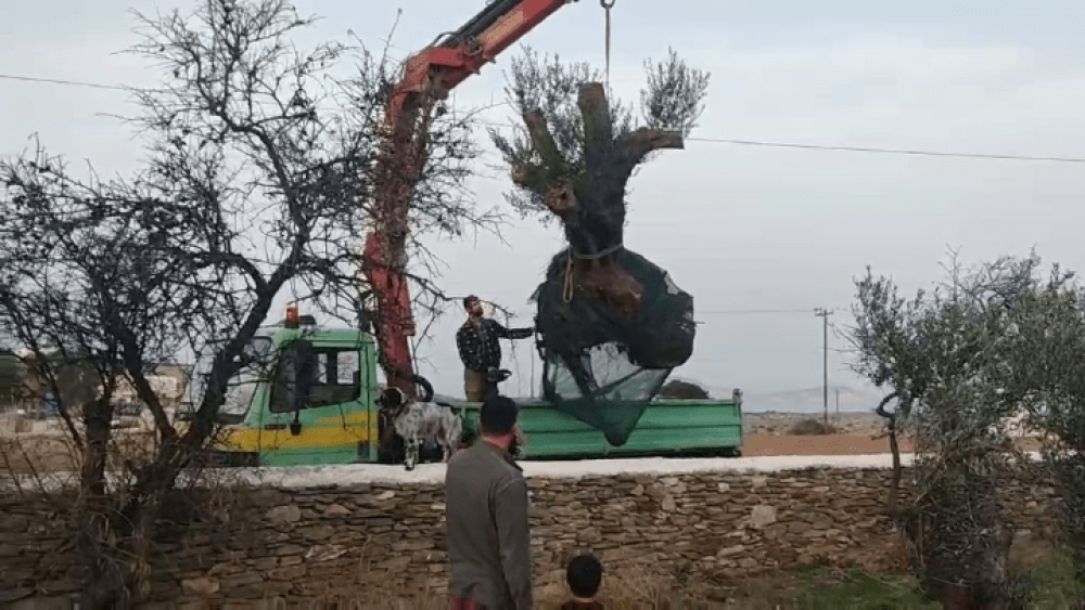 Τρεις υπεραιωνόβιες ελιές “υιοθέτησε” το Γυμνάσιο Σχοινούσας