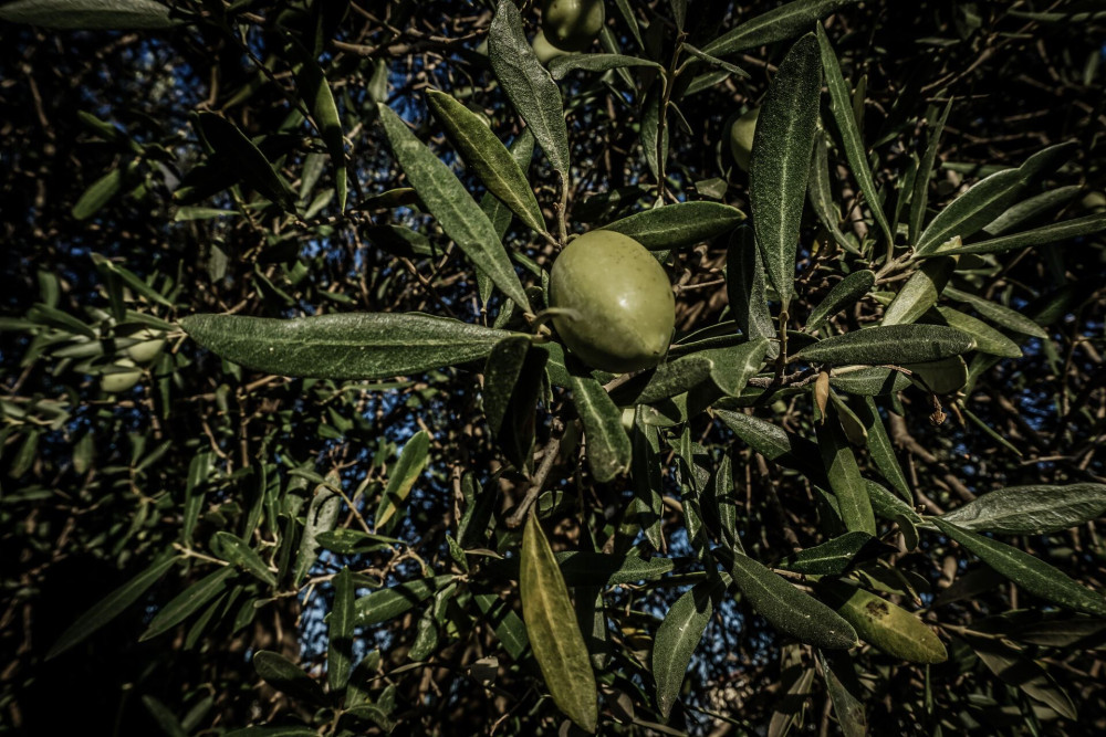 Χρυσάφι φέτος το λαδάκι - Σπάει όλα τα ρεκόρ