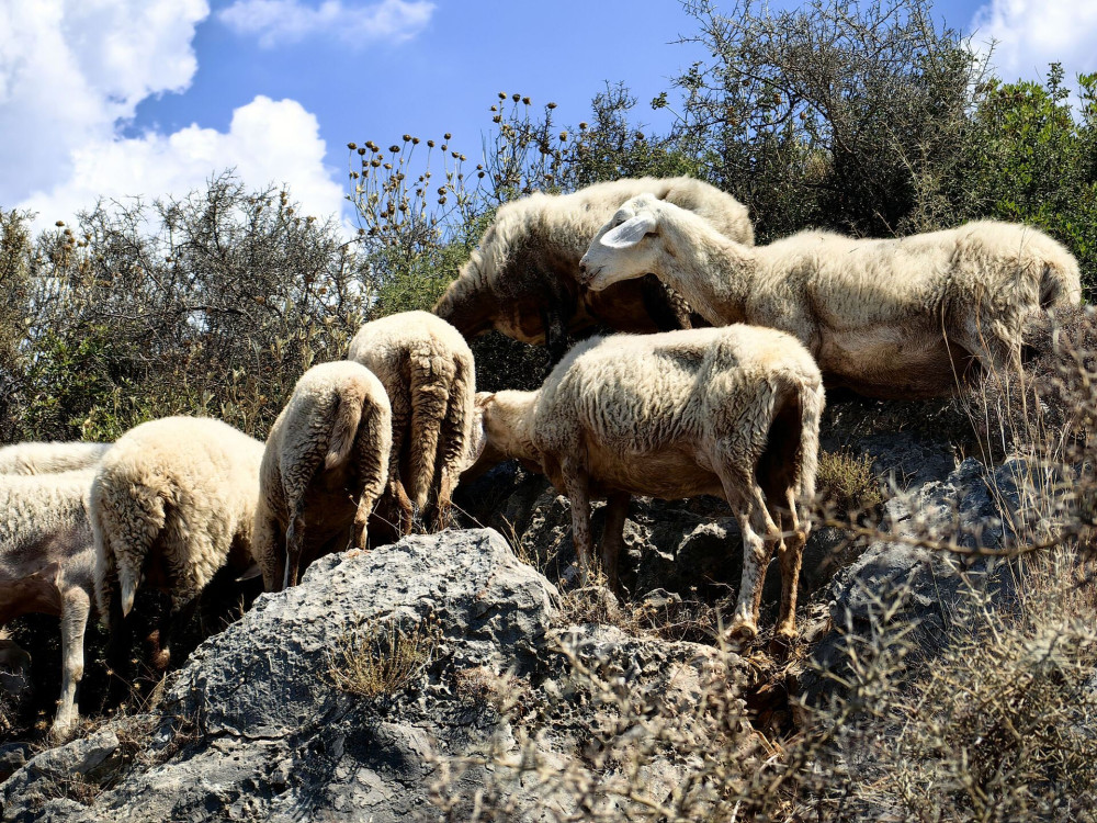 Λάρισα-Πανώλη: «Περίπου 230.000 ζώα έχουν ελεγχθεί και μέχρις στιγμής έχουν θανατωθεί 7.000»