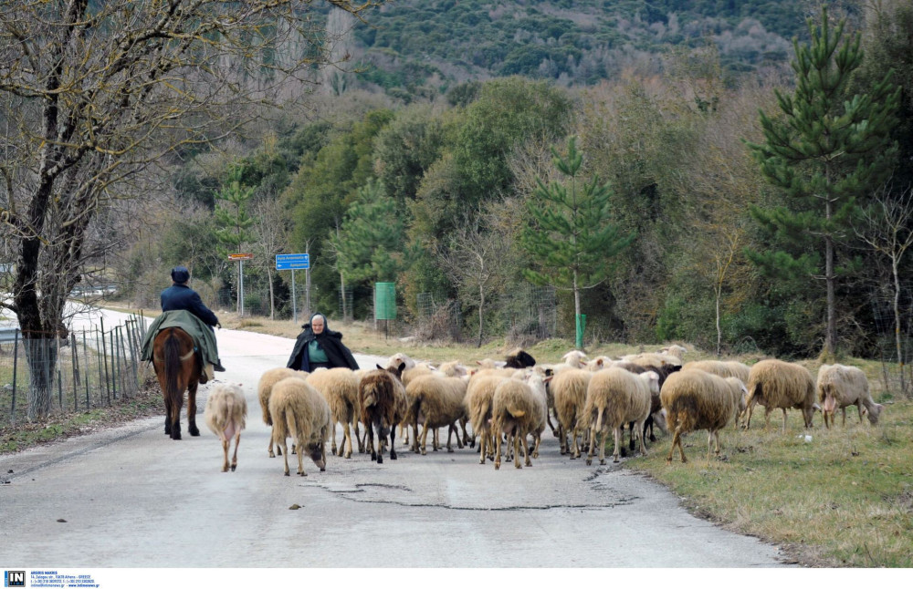 Ενισχύονται τα μέτρα για την ευλογιά των αιγοπροβάτων, αντί του lockdown - Τι αποφασίστηκε στη σύσκεψη υπό τον Χατζηδάκη