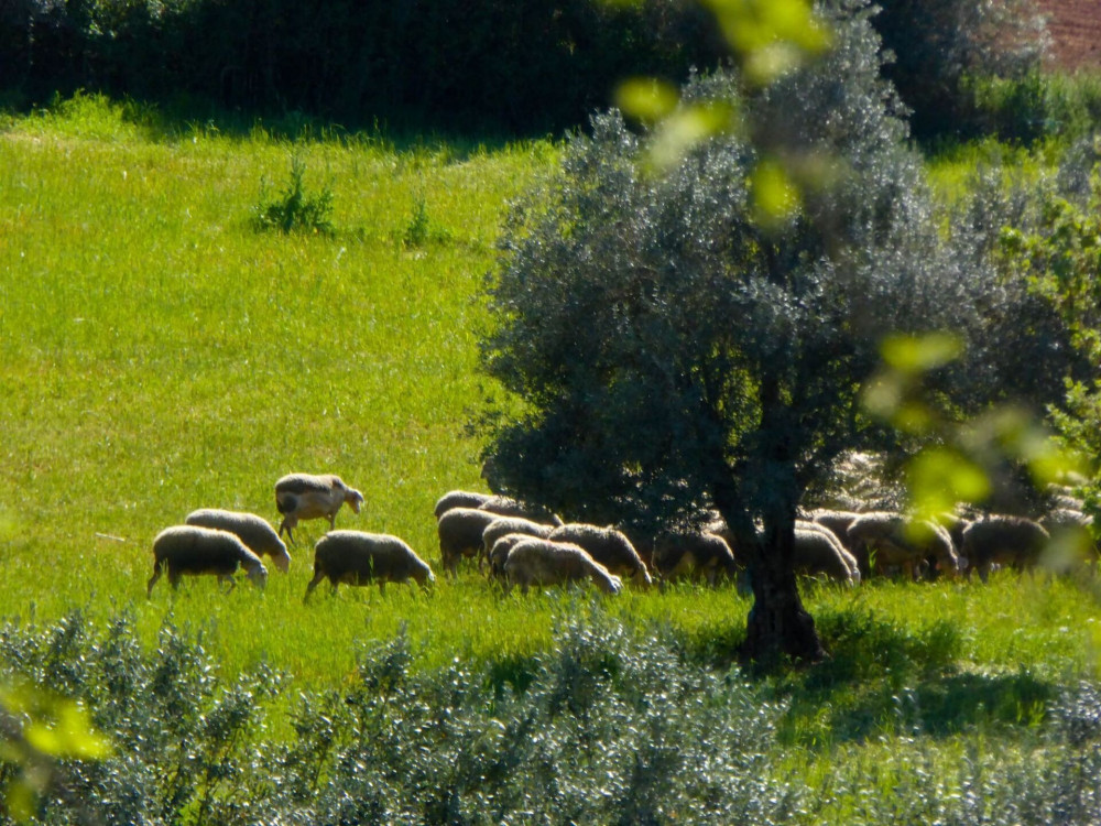 ΥΠΑΑΤ: δέσμη 7 άμεσων μέτρων για την αντιμετώπιση της ευλογιάς των αιγοπροβάτων
