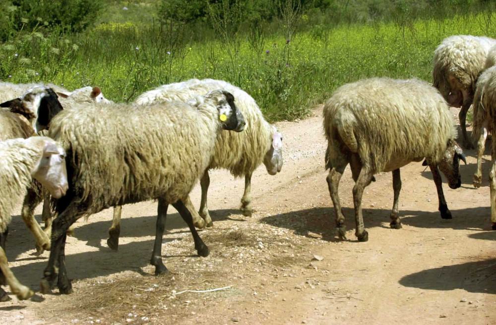 ΥΠΑΑΤ: δύο νέα κρούσματα αφθώδους πυρετού στη Λέσβο
