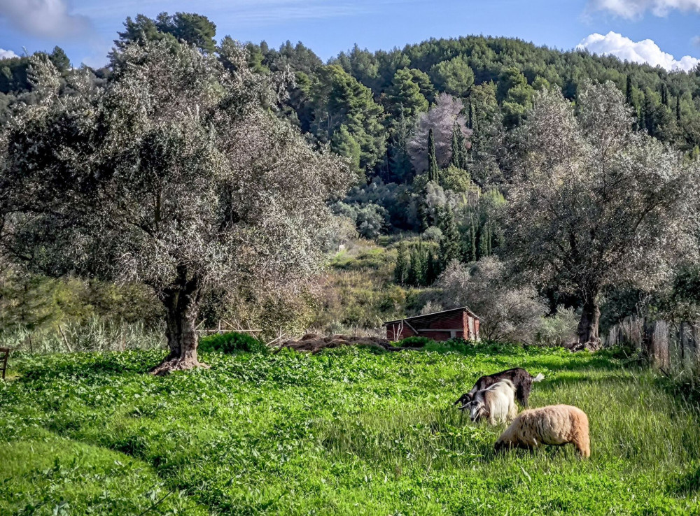 Ενισχυμένοι έλεγχοι και αυστηρή βιοασφάλεια - Η ΕΕΕΔΕΕ προειδοποιεί για το κρίσιμο τρίμηνο