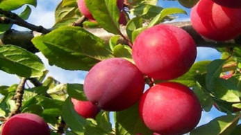 Πληρωμές για το «Κομφούζιο»