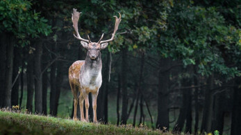 WWF: Περισσότερα από τα δύο τρίτα του ζωικού βασιλείου εξαφανίστηκαν από το 1970 εξαιτίας του ανθρώπου