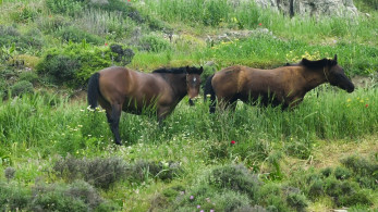 Καλύτερα γαλάζια γράμματα από... πράσινα άλογα!