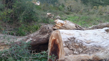 Ιωάννινα: Ένας μύκητας καταστρέφει δάση από πλατάνια