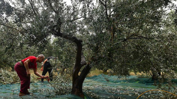 Μετακίνηση για μάζεμα ελιάς: Αυτά είναι τα απαραίτητα έγγραφα