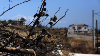 Μάτι: Πράσινη αναζωογόννηση περιοχών με χρηματοδότηση της Περιφέρειας Αττικής
