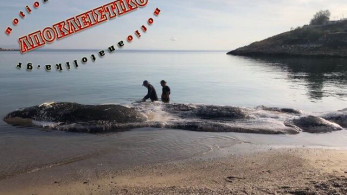 Δήμος Λαυρεωτικής: «Πέλαγος» και WWF ψάχνουν λύση στο πρόβλημα του κήτους στην παραλία της Κακιάς Θάλασσας