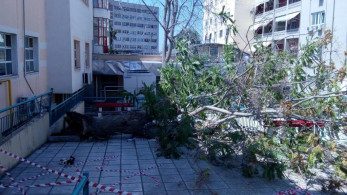 Δέντρο έπεσε δίπλα στο κυλικείο του ΑΧΕΠΑ – Από τύχη δεν υπήρξαν θύματα (εικόνες)