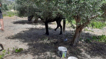 Ηράκλειο: Σύλληψη και πρόστιμο 30.000 ευρώ για κακοποίηση αλόγου