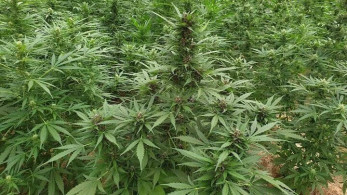 Ανάβυσσος: Έφοδος σε φυτεία με 46.000 δενδρύλλια χασίς – 24 συλλήψεις