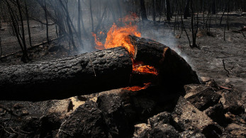Ανθρωποφαγία στα αποκαΐδια με στόχο την κυβέρνηση