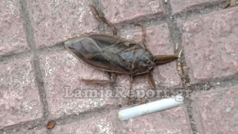 Επανεμφανίσθηκε ο «Λιθόκερος» στο κέντρο της Λαμίας