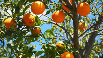 Κομισιόν: 31 εκατ. ευρώ για τους Έλληνες αγροτικούς παραγωγούς