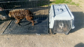 Απίστευτο: Εγκαταλείπουν σκύλους σε βραχονησίδα για να πεθάνουν (pics)