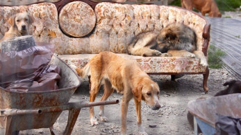 Σπάρτη: Συνελήφθη ο αντιδήμαρχος για το καταφύγιο – κολαστήριο