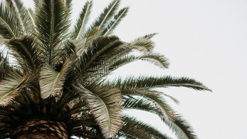 Χωρίς τις αισθήσεις του βρέθηκε άντρας πάνω σε δέντρο στο Ηράκλειο Αττικής