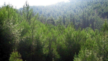 Κίνδυνος πυρκαγιάς: Σε ποιες περιοχές απαγορεύεται η είσοδος σε εθνικούς δρυμούς και δάση