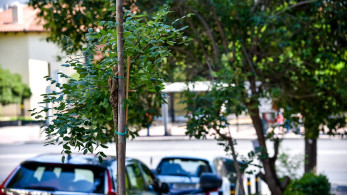 Δήμος Αθηναίων: Περισσότερα από 3.700 δέντρα προστέθηκαν σε 2,5 χρόνια στις γειτονιές