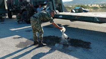 Λέσβος: Στρατιωτικός διέσωσε πελαργό που είχε καεί στα πόδια από την πυρκαγιά