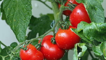 Πτώση μέχρι και 43% στις τιμές των βασικών αγροτικών προϊόντων