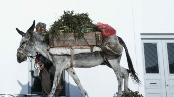 Απάνθρωπη κακοποίηση γαϊδάρου στα Ιωάννινα – Έσερνε το ζώο με το αγροτικό μέσα στο χωριό!
