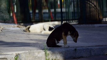 Μεγάλη συναυλία από την λαϊκή ορχήστρα «Μίκης Θεοδωράκης» για τα αδέσποτα ζώα