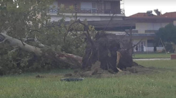Σέρρες- Δέντρο ξεριζώθηκε από την κακοκαιρία και σκότωσε άντρα στην αυλή του σπιτιού του