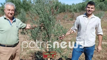 Τουρίστες «βαπτίζουν» και υιοθετούν ελαιόδεντρα – Γάλλοι, Γερμανοί και Αυστριακοί είναι οι… «γονείς»